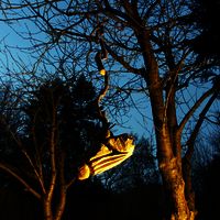 erdmutter oder wurzelspitzen zentraleinheit an nabelschnur im kirschbaum hängend, 2016